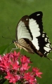 papilio dardanus